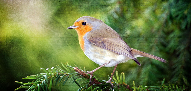 Ask the Birds