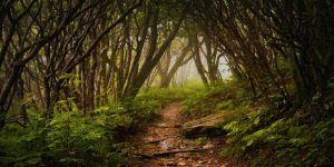 Straight Talk and Paths for Feet