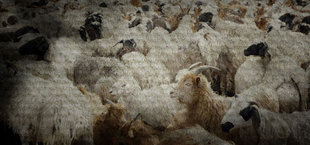 Sheep or Goats
